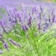 Lavendel Pflanze