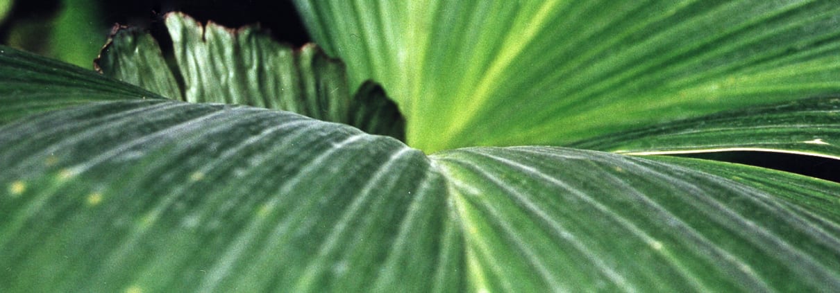 Makroaufnahme von einem grünen Blatt